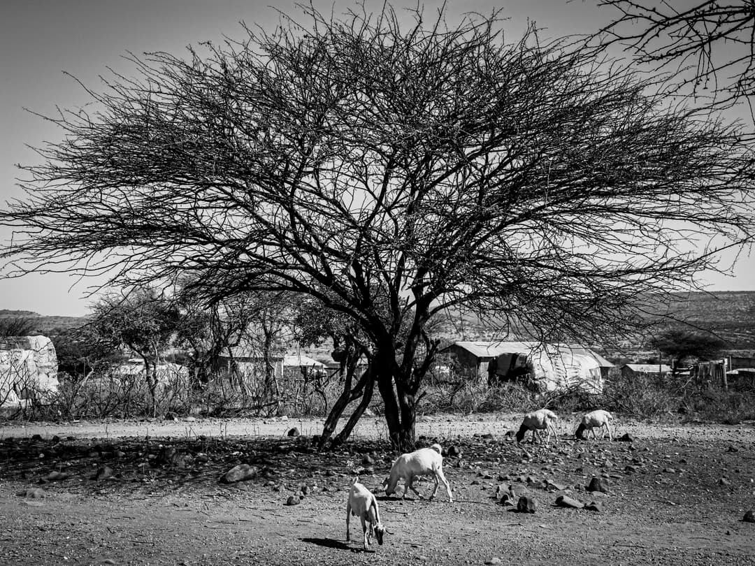 region images negari